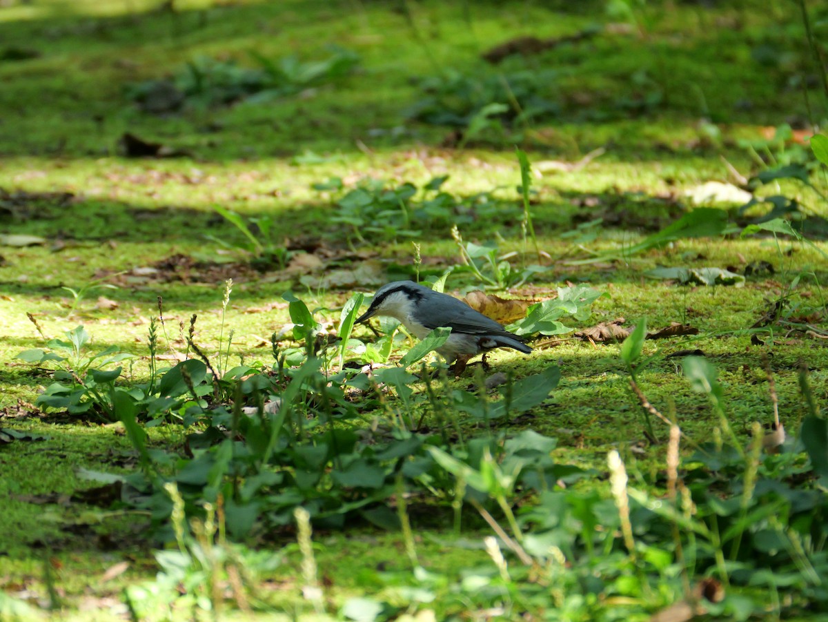Garrapo eurasiarra - ML641368087