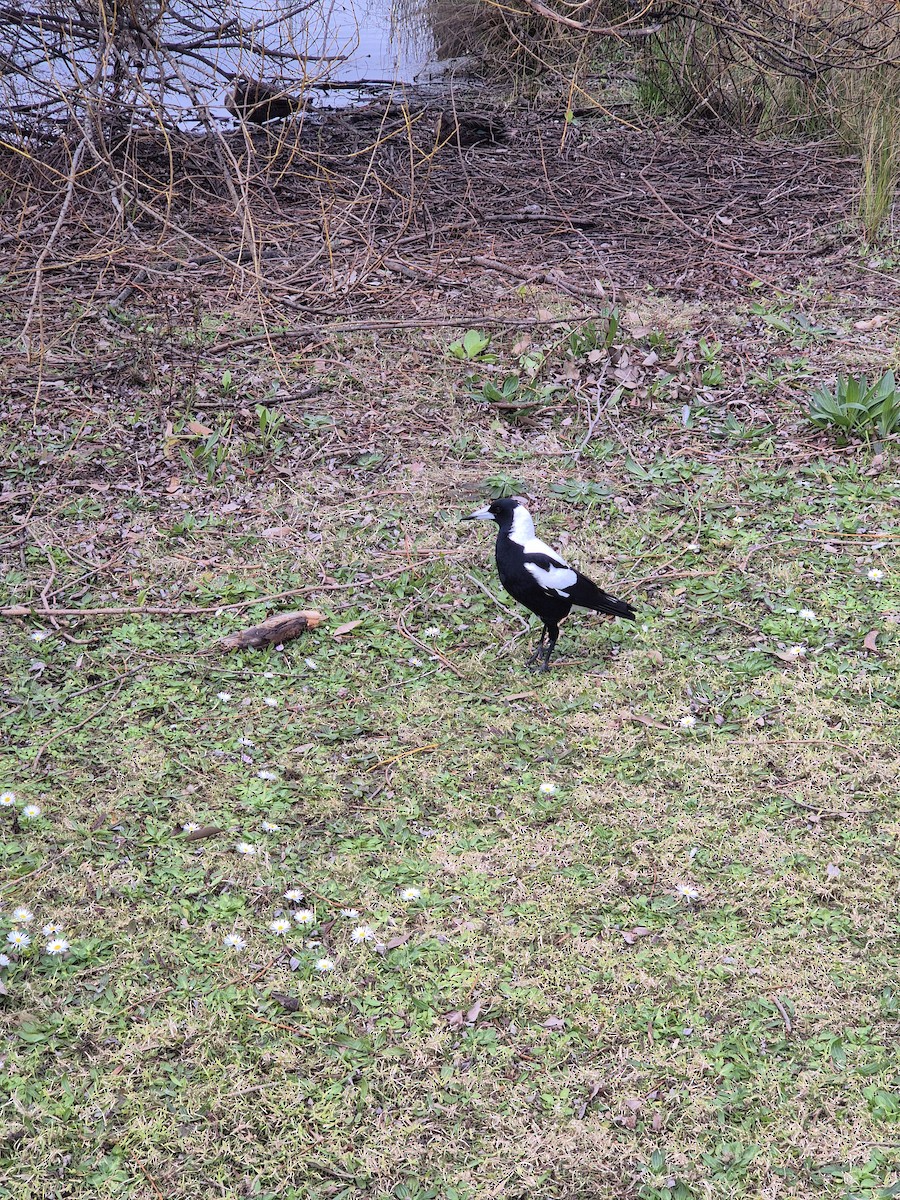 Australian Magpie (White-backed) - ML641368088
