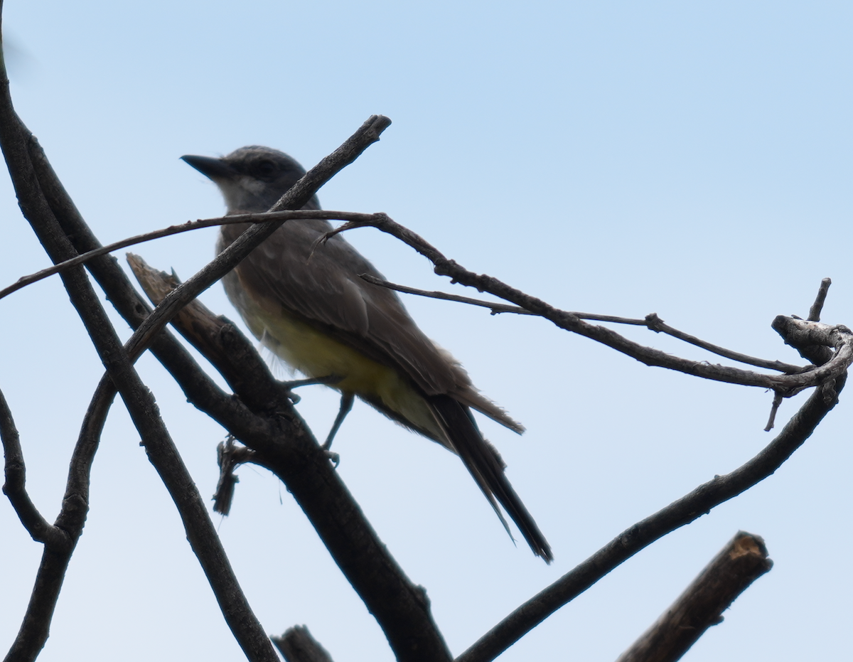 Cassin's Kingbird - ML641368089