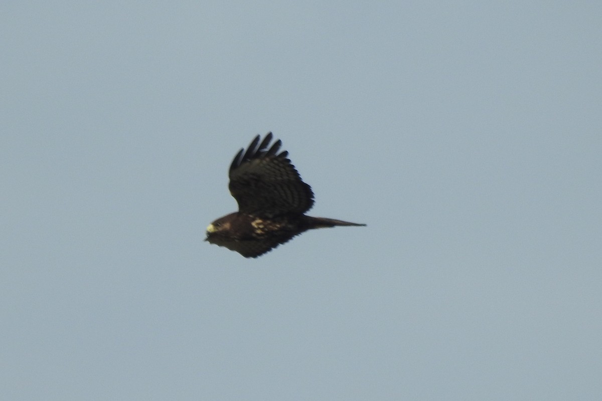 Short-tailed Hawk - ML641368090