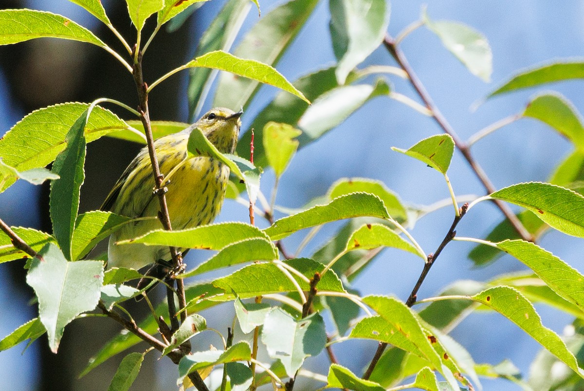 Cape May Warbler - ML641368092