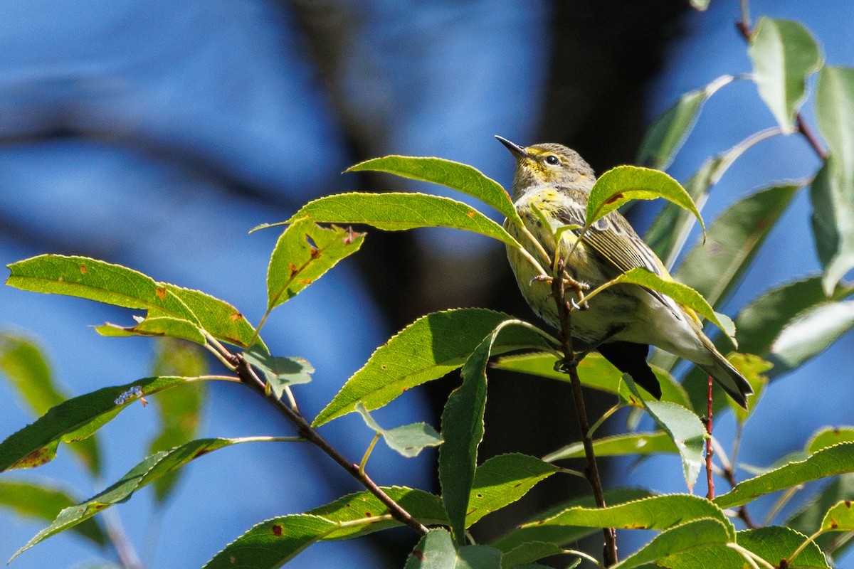 Cape May Warbler - ML641368094
