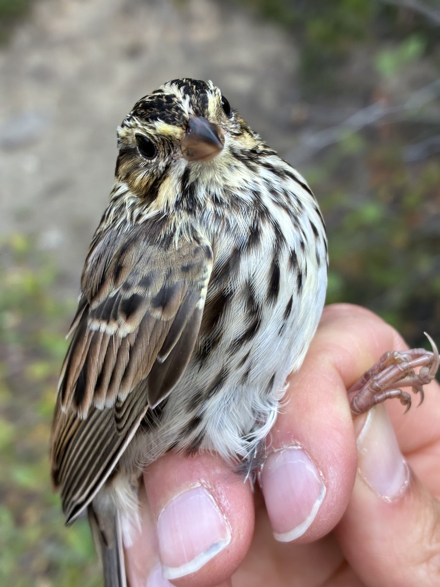 Savannah Sparrow (Savannah) - ML641368099