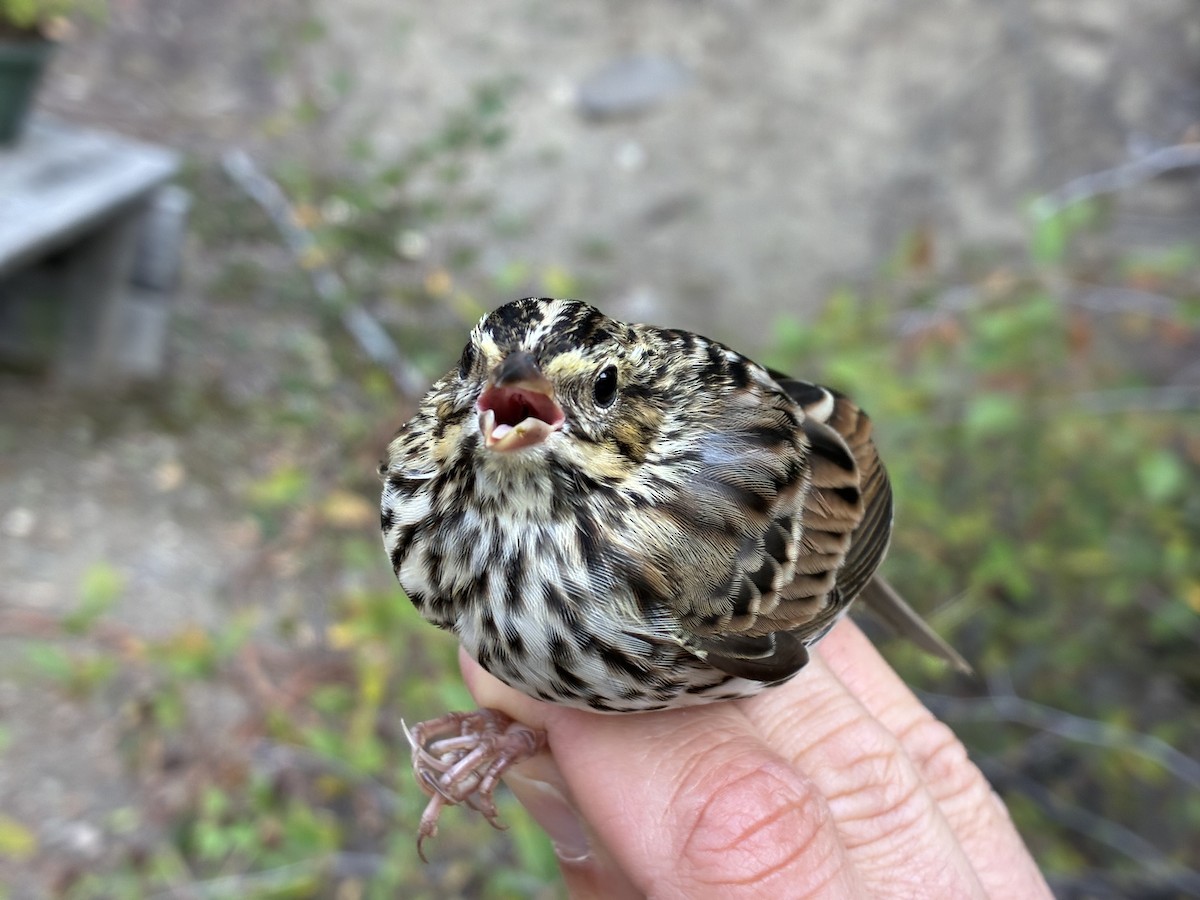 Savannah Sparrow (Savannah) - ML641368100