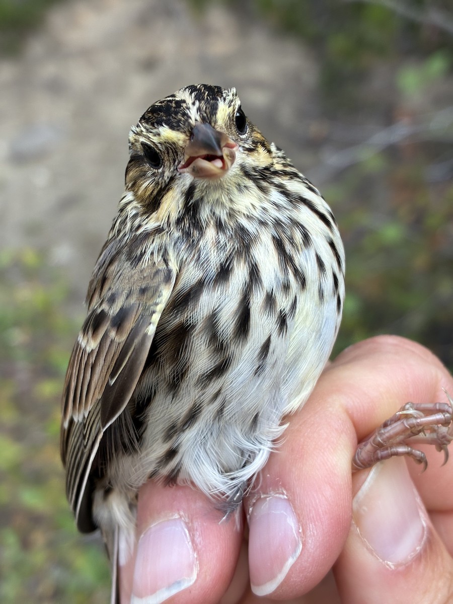 Savannah Sparrow (Savannah) - ML641368101