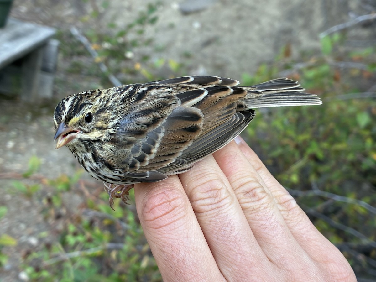 Savannah Sparrow (Savannah) - ML641368102
