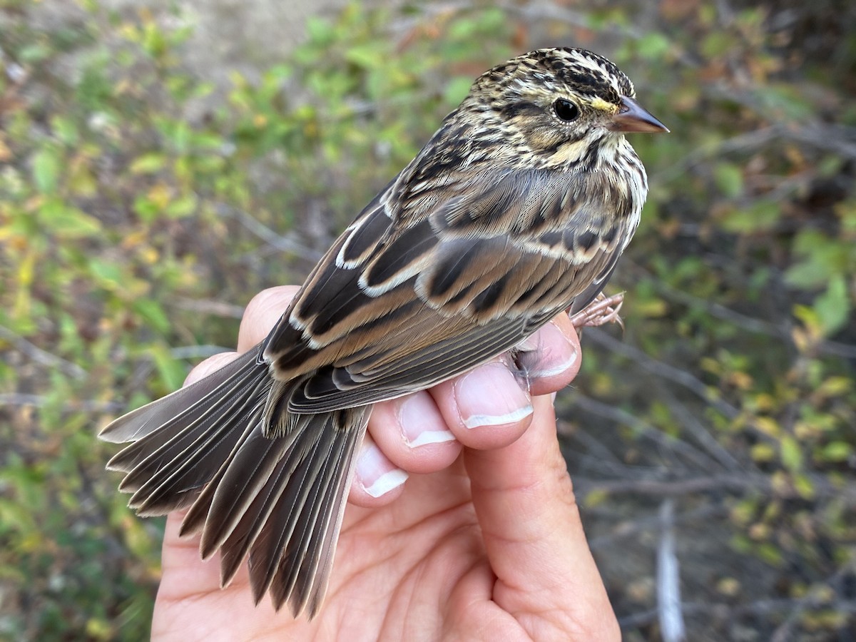 Savannah Sparrow (Savannah) - ML641368103