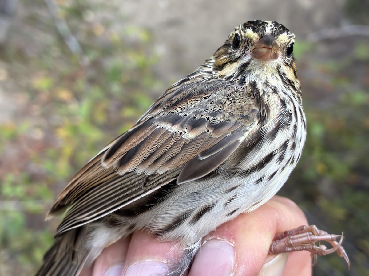Savannah Sparrow (Savannah) - ML641368105