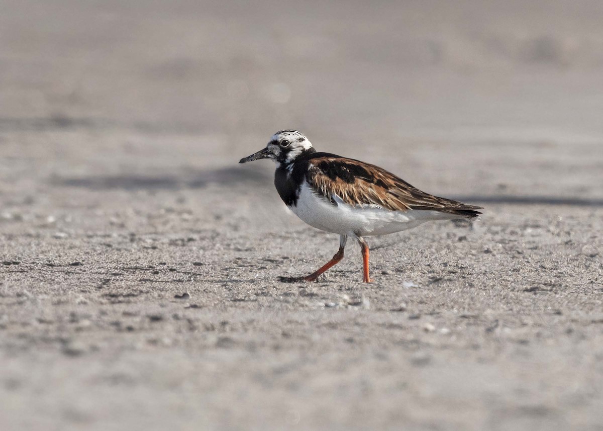 Ruddy Turnstone - ML641368124