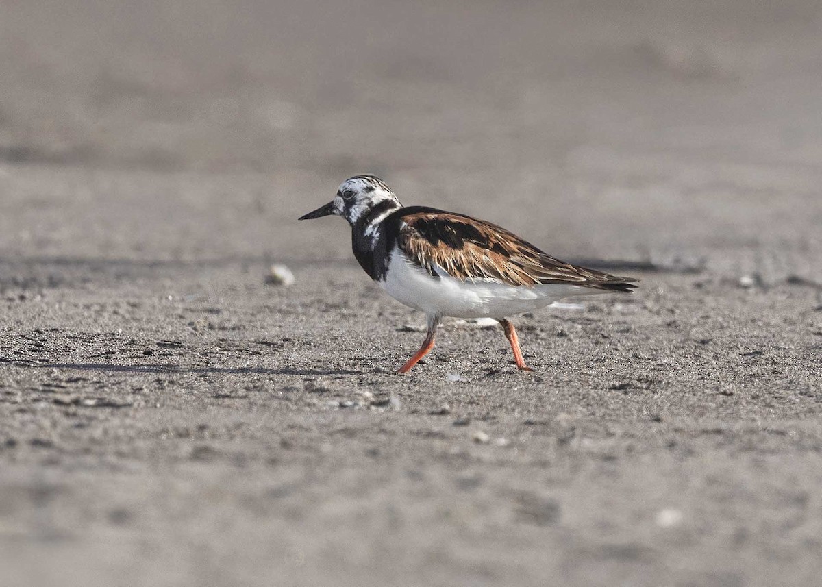 Ruddy Turnstone - ML641368125