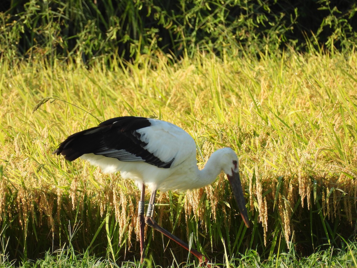 Schwarzschnabelstorch - ML641368127