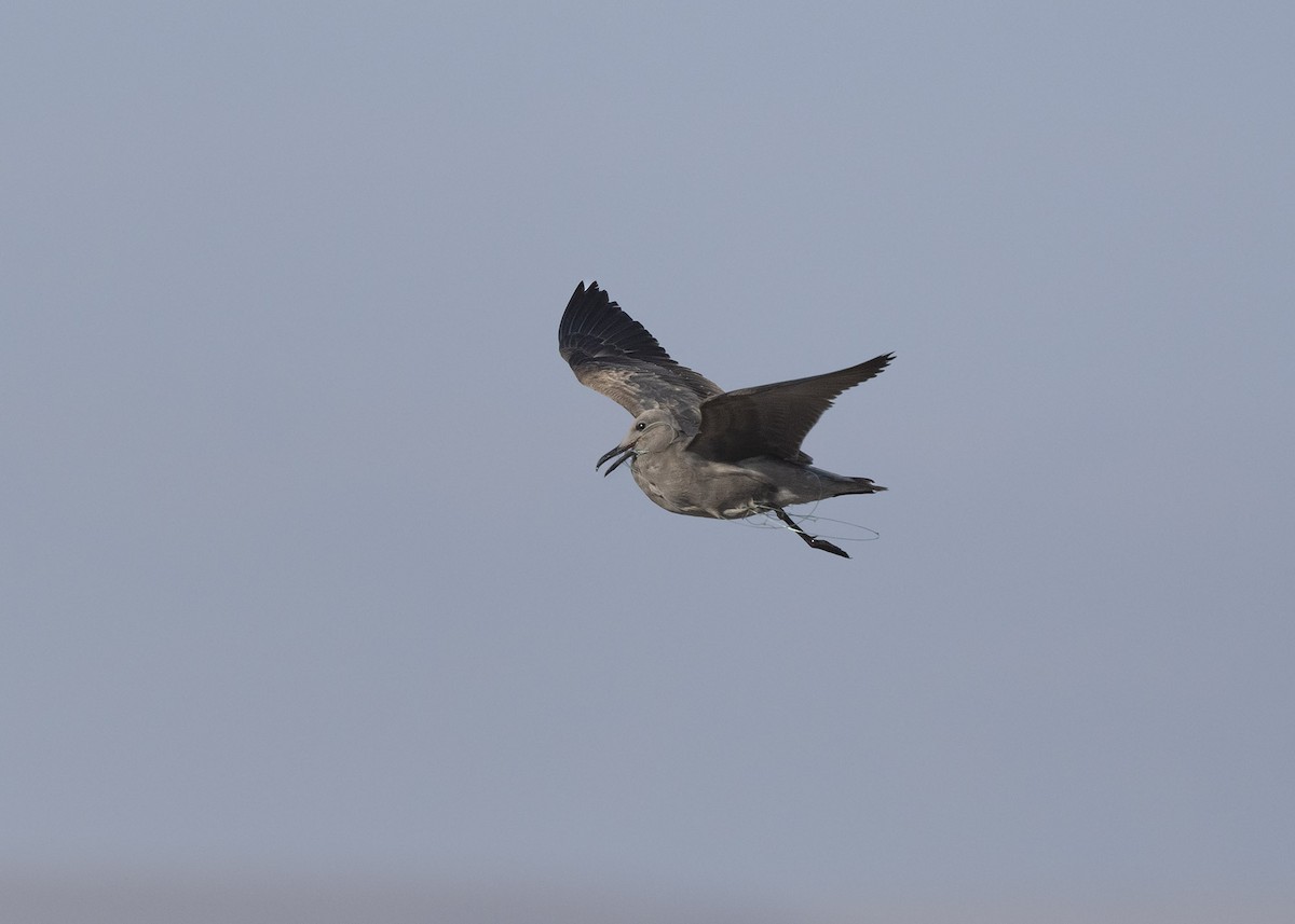 Gray Gull - ML641368134