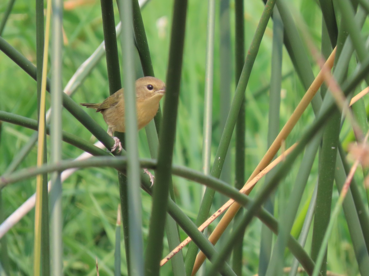 Common Yellowthroat - ML641368140
