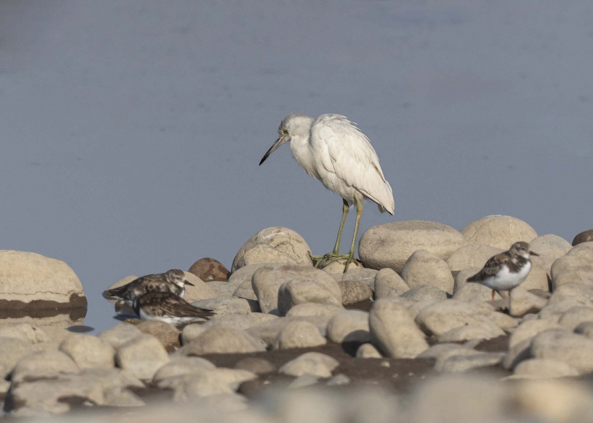 Little Blue Heron - ML641368148