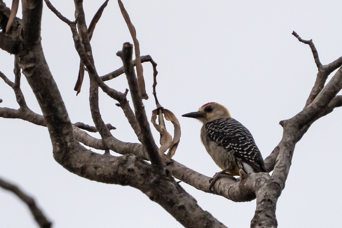 Hoffmann's Woodpecker - ML641368154