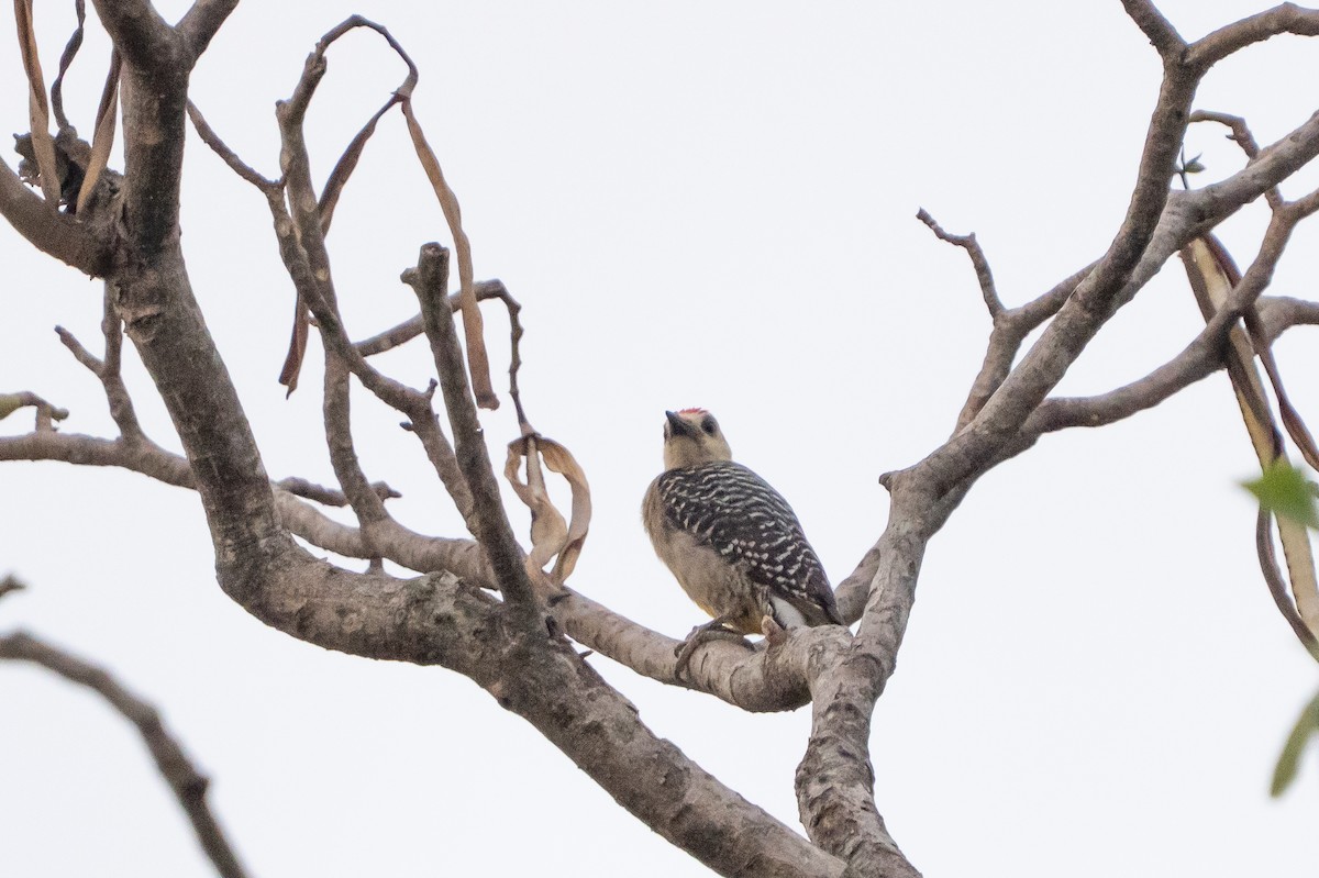 Hoffmann's Woodpecker - ML641368155