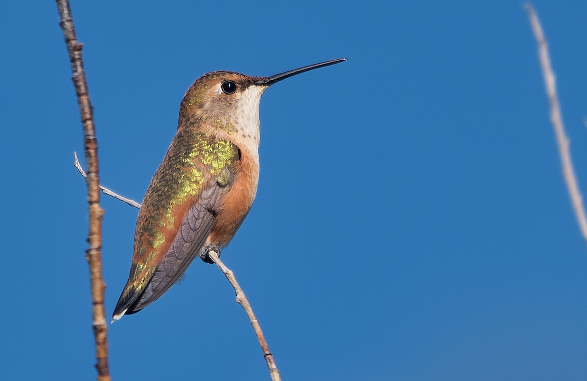 Rufous Hummingbird - ML641368157