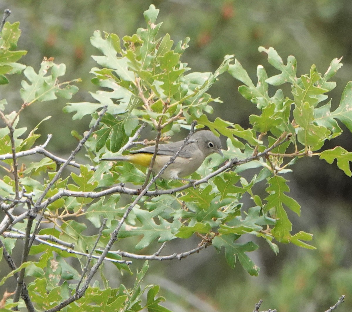 Virginia's Warbler - ML641368194