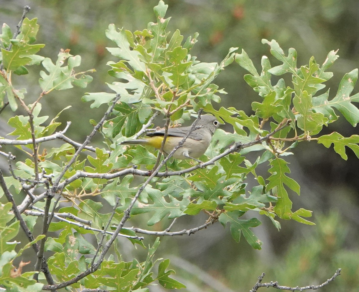 Virginia's Warbler - ML641368195