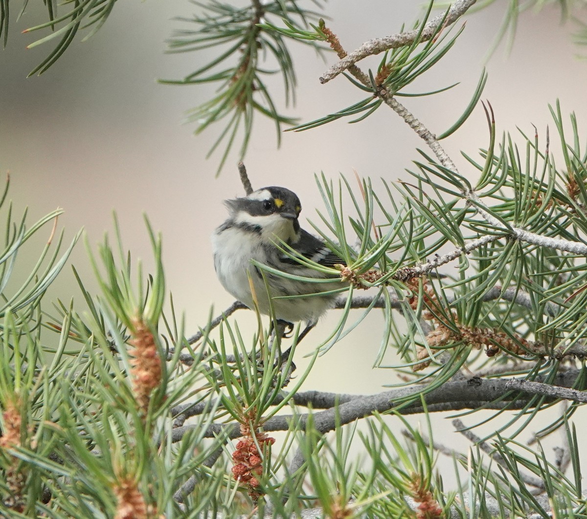 Black-throated Gray Warbler - ML641368202