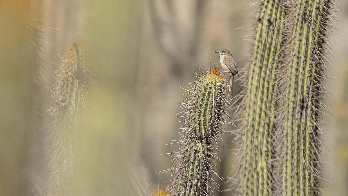 Cactus Canastero - ML641368233