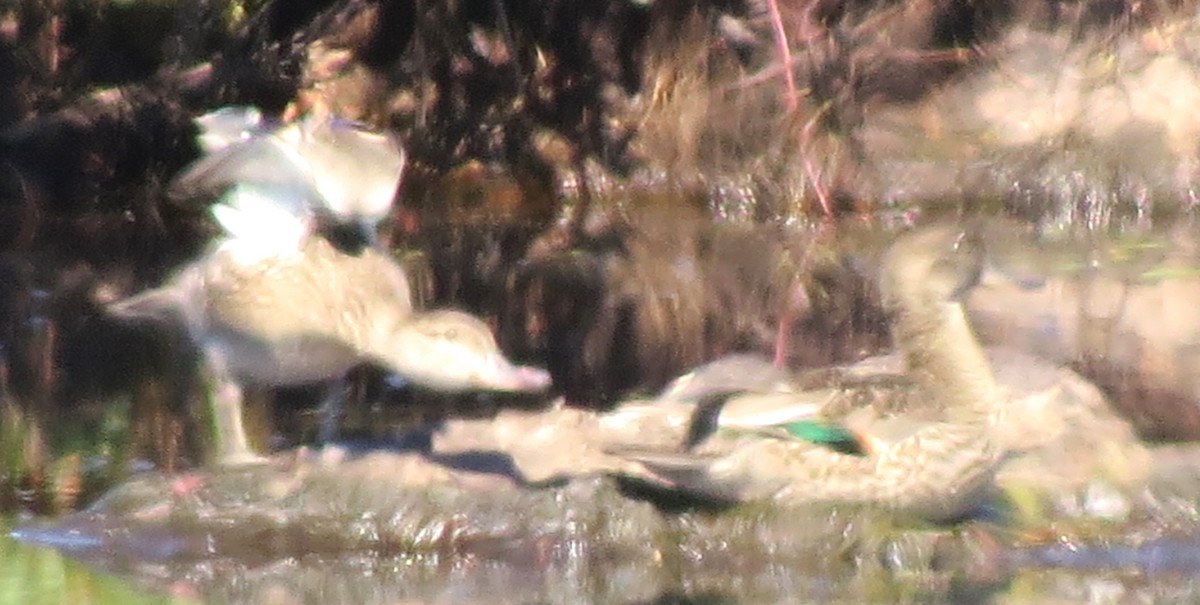 Green-winged Teal - ML641368235
