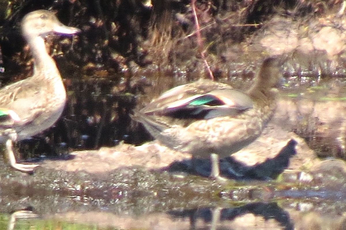 Green-winged Teal - ML641368265