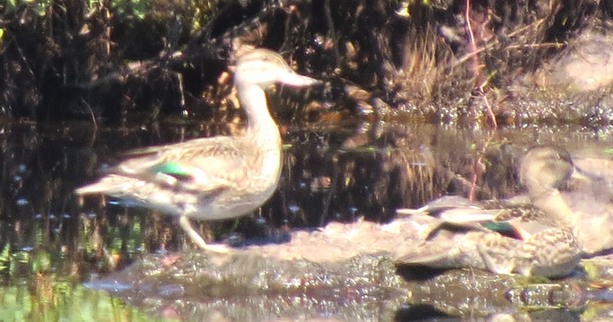 Green-winged Teal - ML641368267