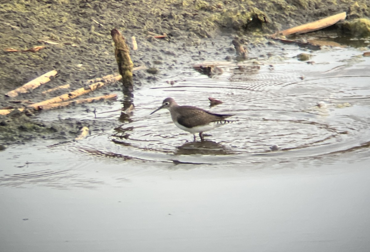 Solitary Sandpiper - ML641368278
