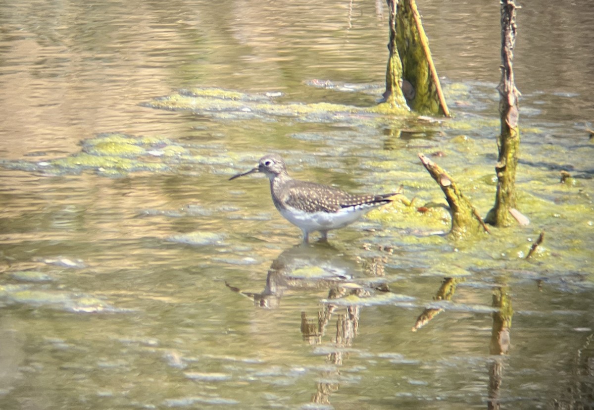 Solitary Sandpiper - ML641368279