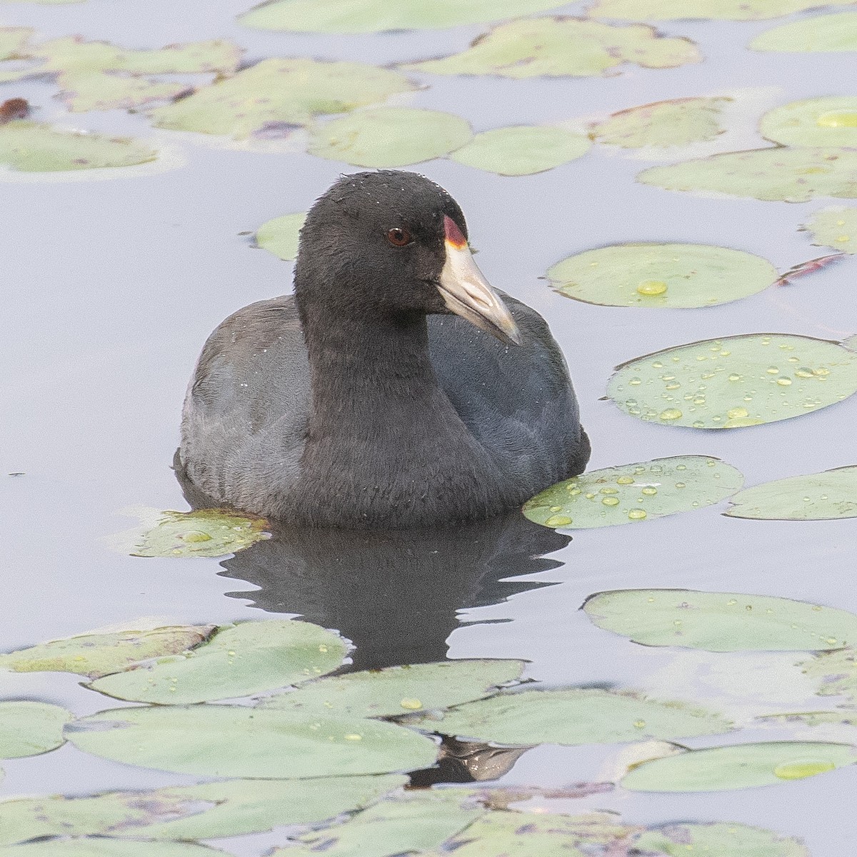 American Coot - ML641368282