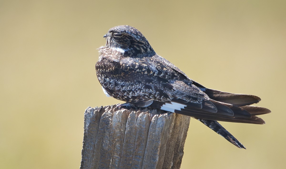 Common Nighthawk - ML641368283