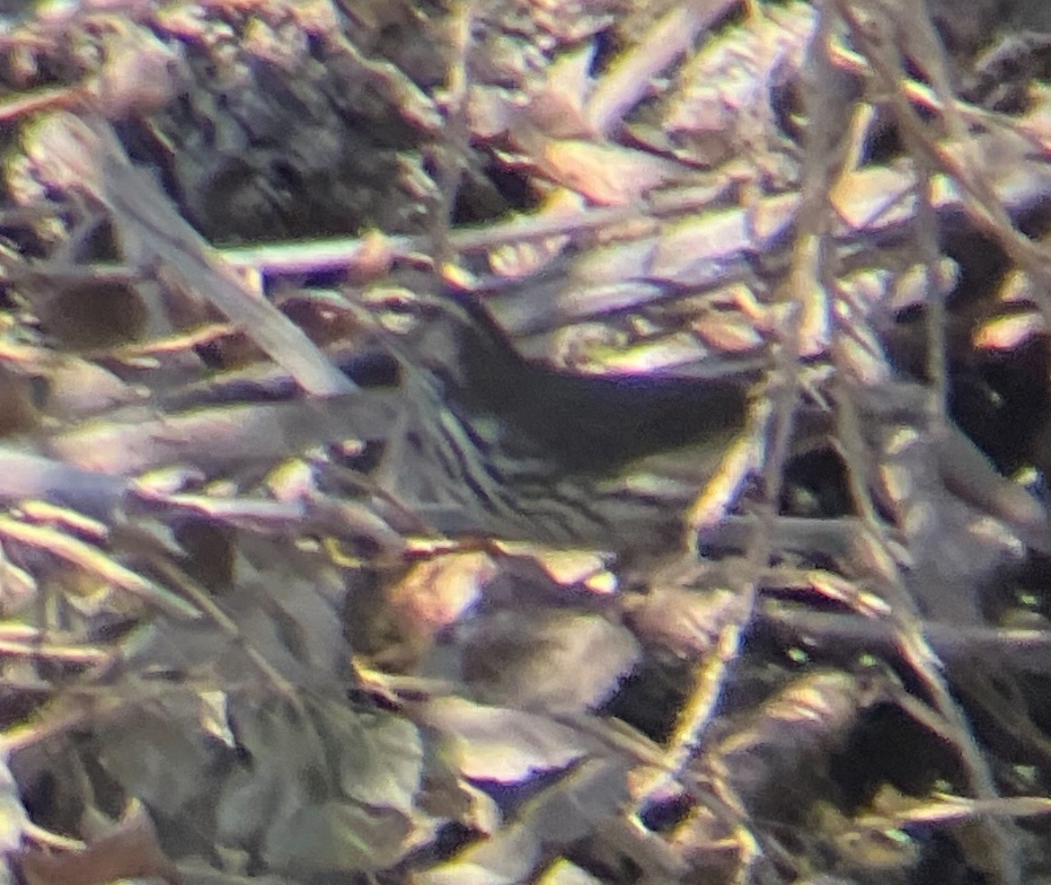 Northern Waterthrush - ML641368285