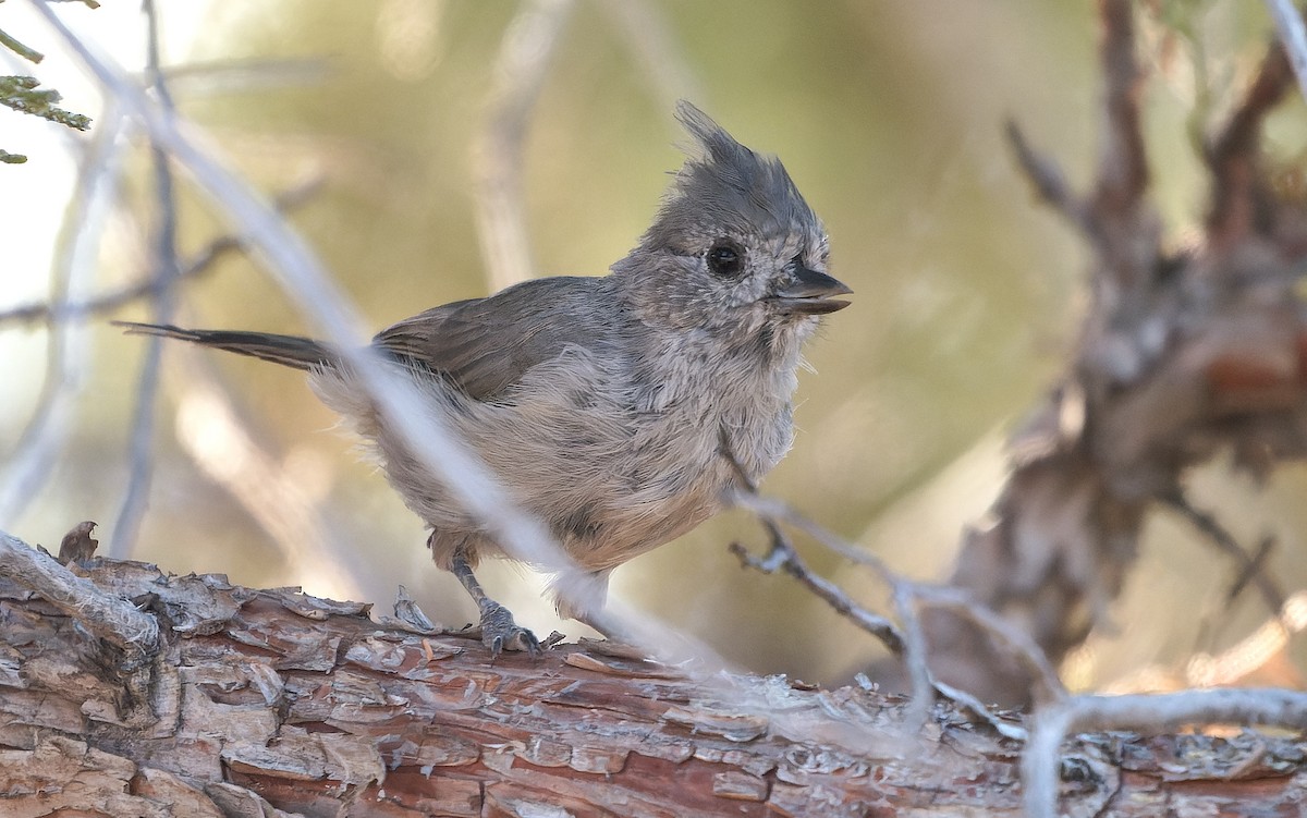 Juniper Titmouse - ML641368309
