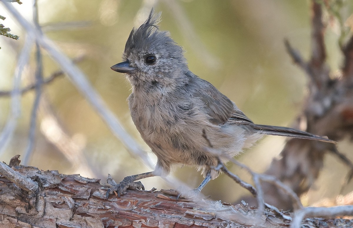 Juniper Titmouse - ML641368310