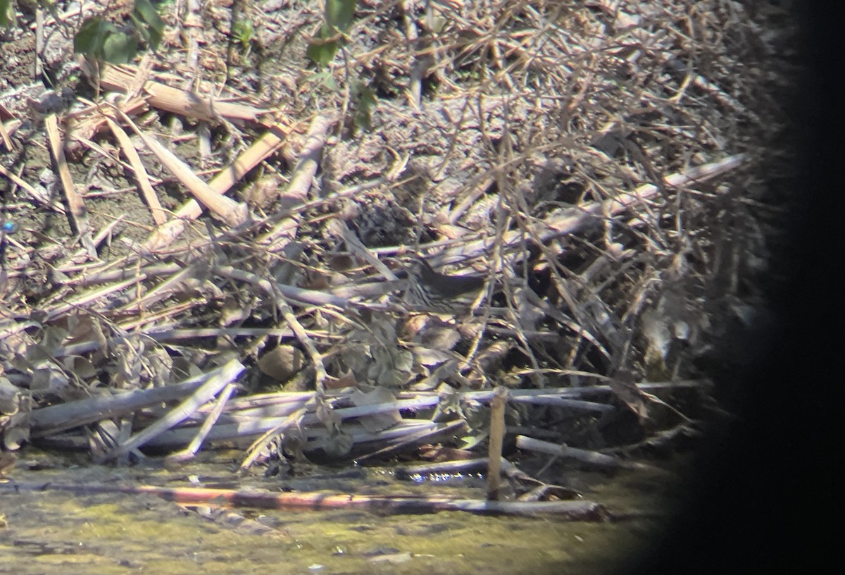 Northern Waterthrush - ML641368311