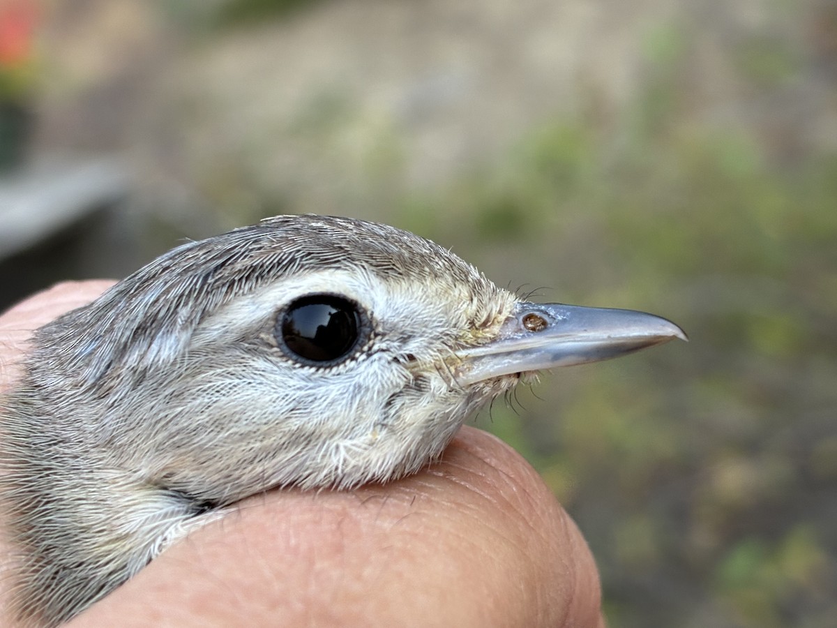 Warbling Vireo - ML641368324