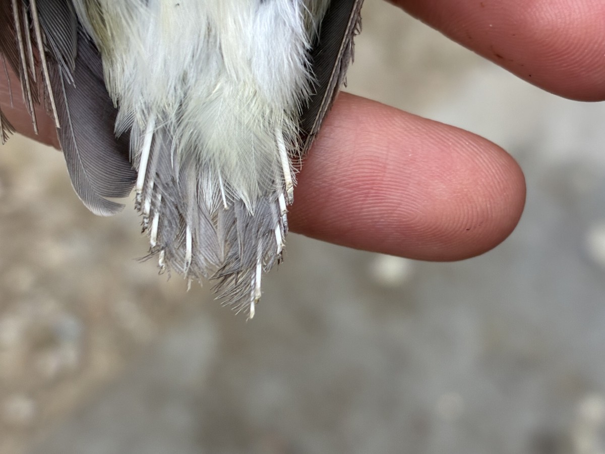 Warbling Vireo - ML641368325