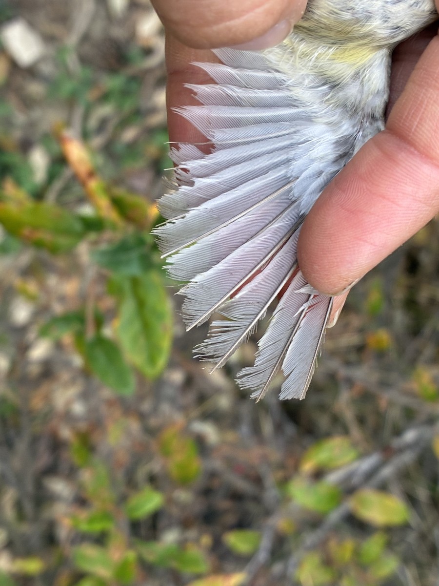 Warbling Vireo - ML641368326