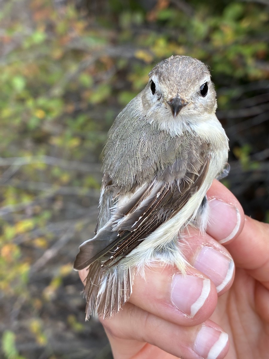 Warbling Vireo - ML641368327