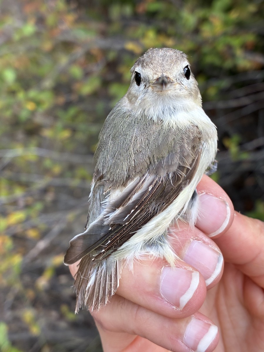 Warbling Vireo - ML641368328