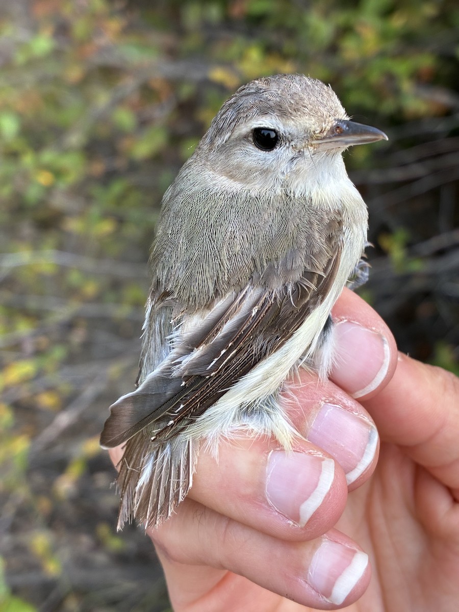 Warbling Vireo - ML641368330