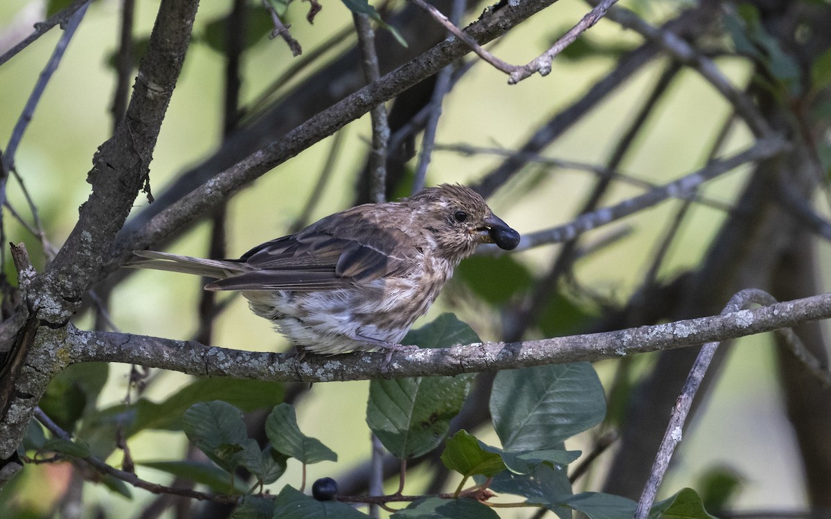 Purple Finch - ML641368336