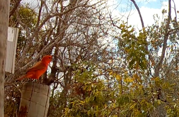 Hepatic Tanager - ML641368357