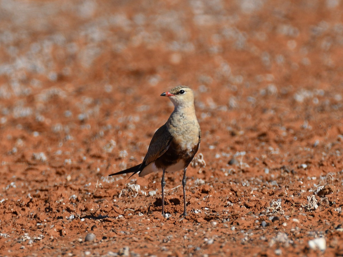 Australian Pratincole - ML641368370