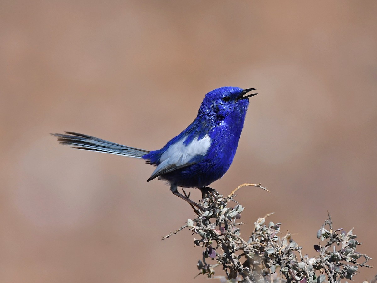 White-winged Fairywren - ML641368377