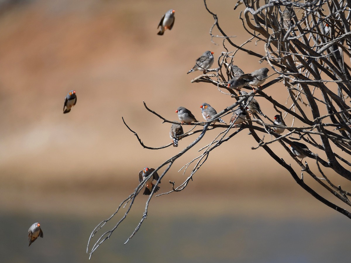 Zebra Finch - ML641368381