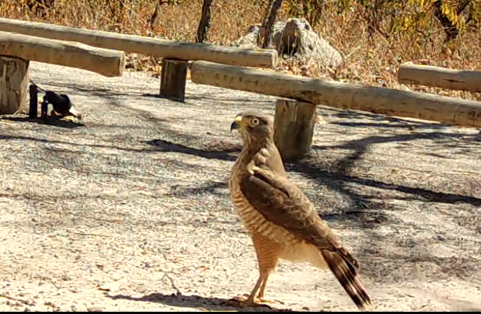 Roadside Hawk - ML641368382