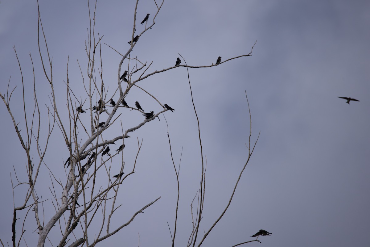 Caribbean Martin - ML641368385