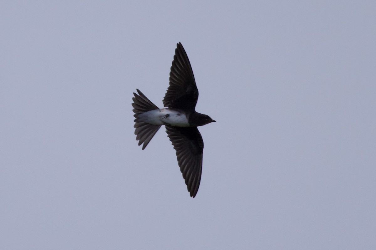 Caribbean Martin - ML641368388